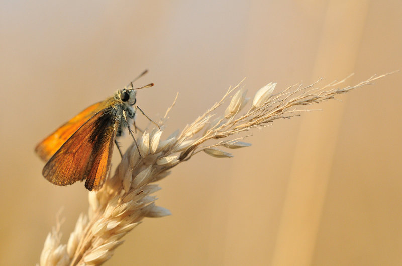 geelsprietdikkopje - bande noir - small skipper