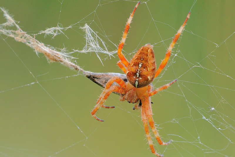 kruisspin - paire diadme - garden cross spider