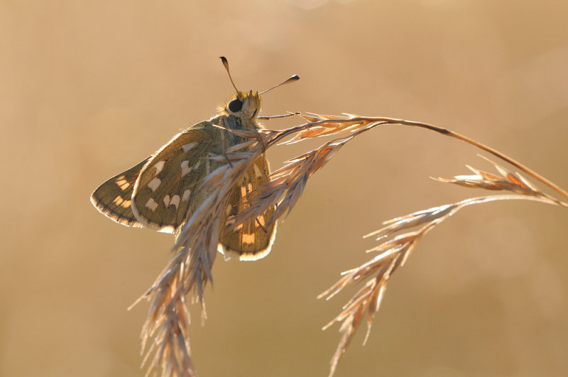 kommavlinder - virgule - silver-spotted skipper