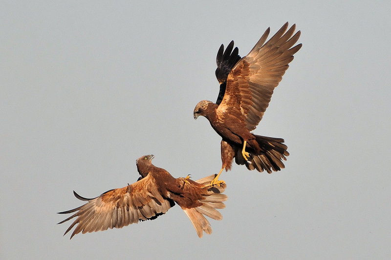 marsh harrier - bruine kiekendief - busard des roseaux