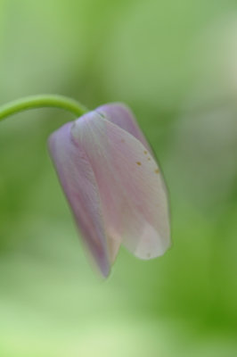 bosanemoon (anemone nemorosa)