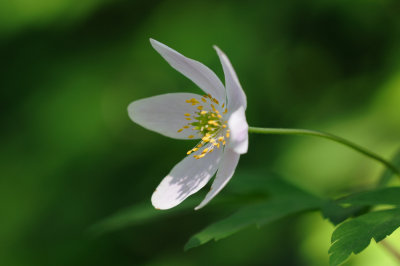 bosanemoon (anemone nemorosa)