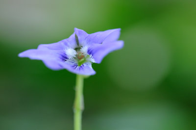bosviooltje (viola riviniana)