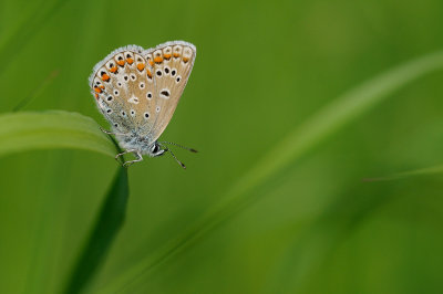 icarusblauwtje - azur commun - common blue