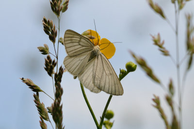 vals witje - divise - black-veined moth