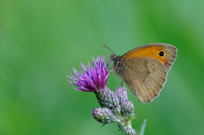 bruin zandoogje - myrtil - meadow brown