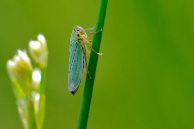 groen rietcicade - ciccadelle verte - green leafhopper