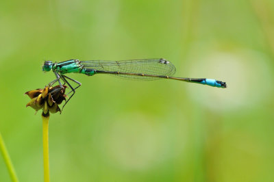 lantaarntje - agrion lgant - common bluetail