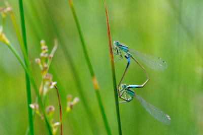 lantaarntje - agrion lgant - common bluetail