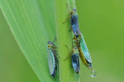 groene rietcicade - ciccadelle verte - green leafhopper