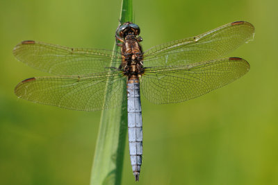 beekoeverlibel -  orthtrum bleuissant - keeled skimmer