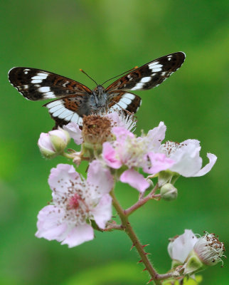 kleine ijsvogelvlinder - petit sylvain - white admiral