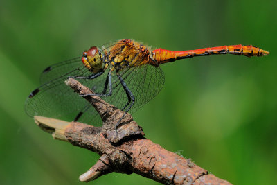 bloedrode heidelibel - symptrum sanguin - ruddy darter