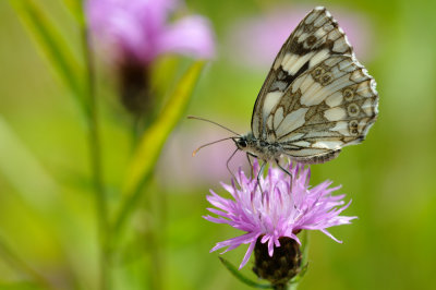 dambordje - demi-deuil - marbled white