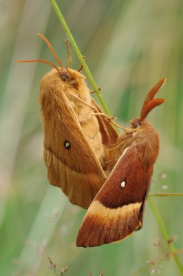 hagenheld - bombyx du chne - oak eggar