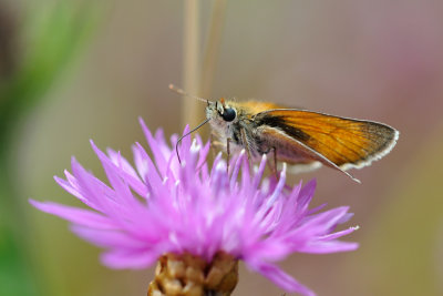 geelsprietdikkopje - bande noir - small skipper