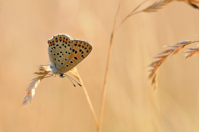 bruine vuurvlinder - cuivr fuligineux - sooty copper