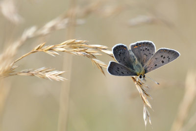 bruine vuurvlinder - cuivr fuligineux - sooty copper