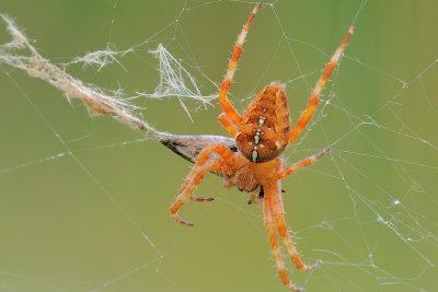 spinnen - araignes - spiders