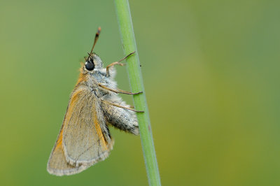 geelsprietdikkopje - bande noir - small skipper