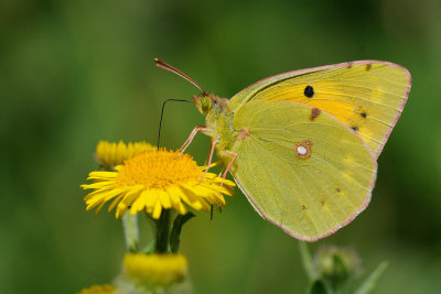 oranje luzernevlinder - souci - clouded yellow