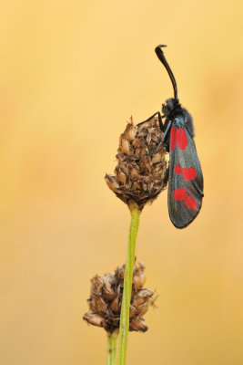 sint-jansvlinder - zygne de la filipendule - six-spot burnet