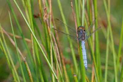 beekoeverlibel - orthtrum bleuissant - keeled skimmer