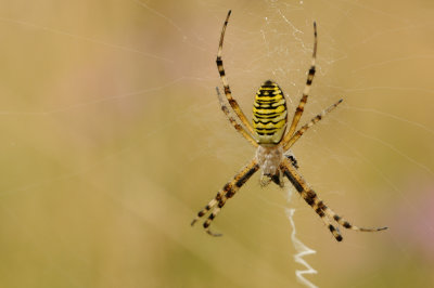 spinnen - araignes - spiders