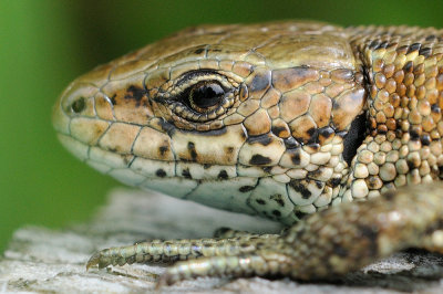levendbarende hagedis - lzard vivipare - common lizard