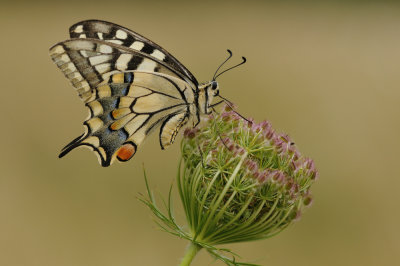 koninginnenpage - grand porte-queue - swallowtail