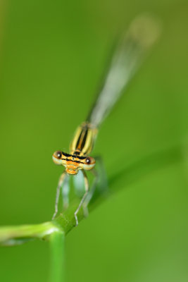 libellen - libellules - dragonflies