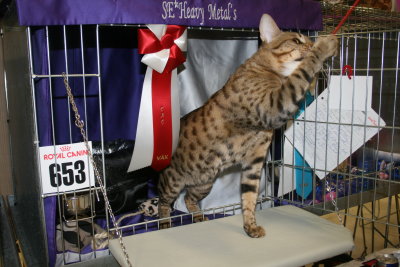 SE*PartyCat's Ralph Lauren . OCI n24