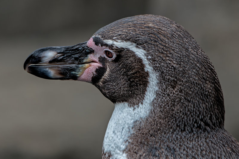Male Humboldt Penguin