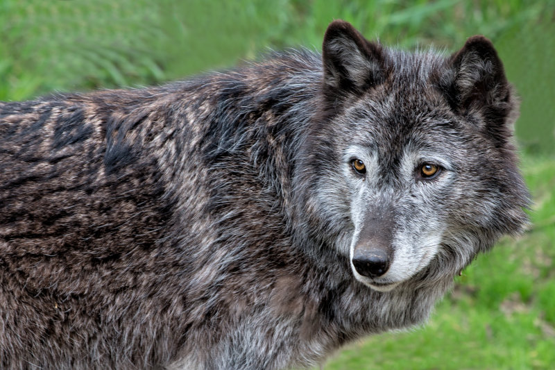 Grey Wolf