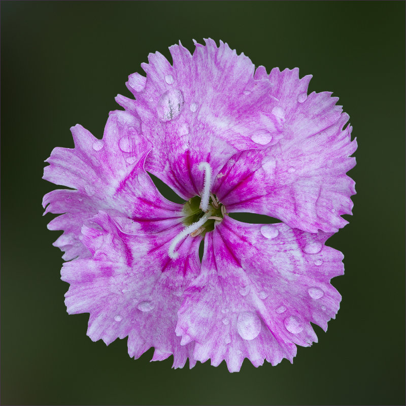 Purple Carnation On Green