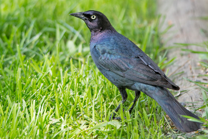 Immature Grackle