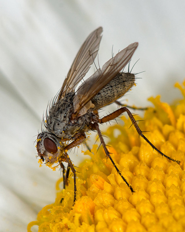 Fly On Daisy