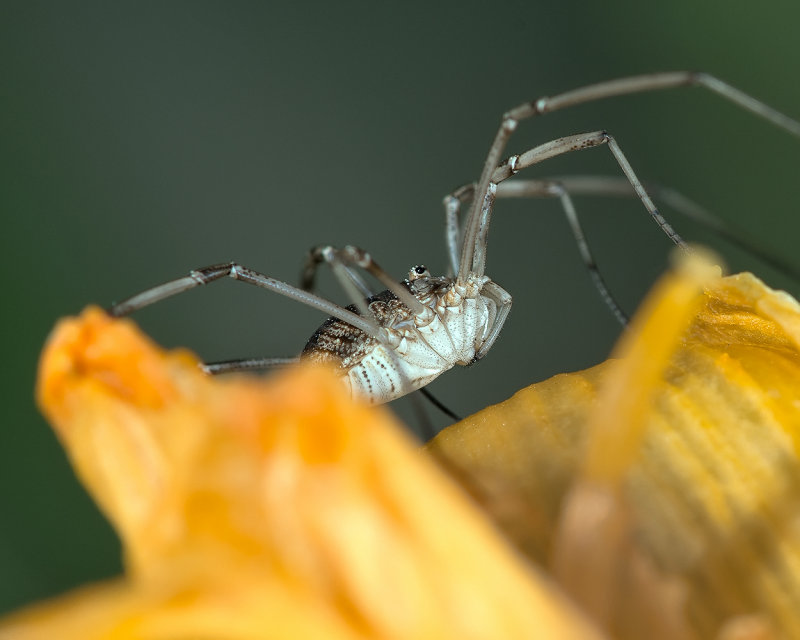 Daddy Long Legs - Up Close