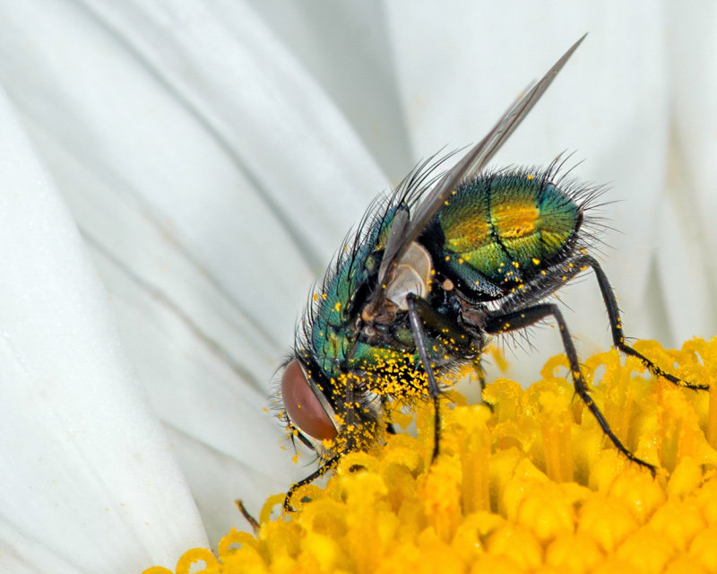 Green & Gold Bottle Fly