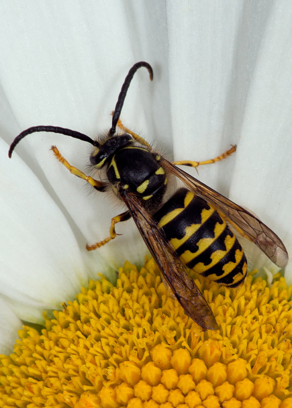 Wasp (2)