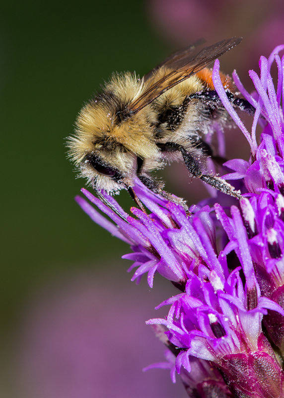 Pollination Poacher