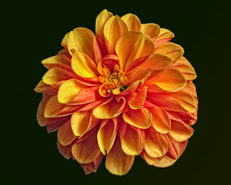 Orange And Red Dahlia
