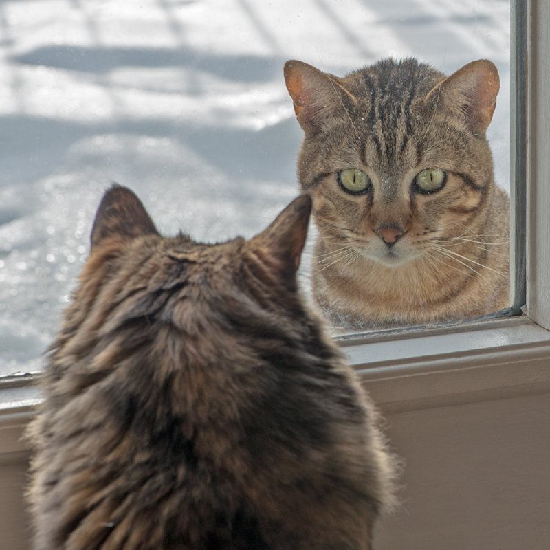 Can I Come In ?