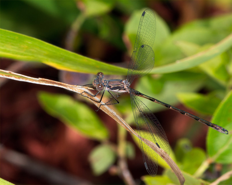 Delicate Damsel