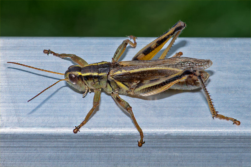 Hitch Hiker