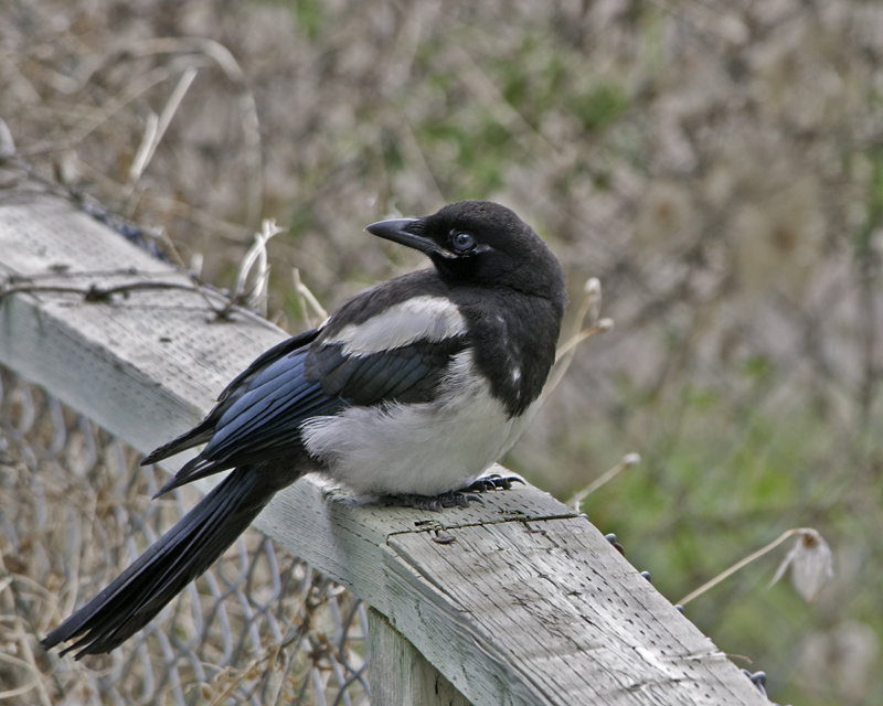 Magpie Fledgling