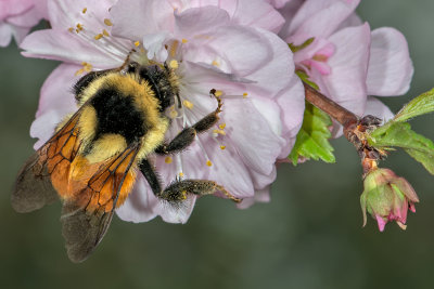 Apple Blossom Pollinator