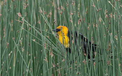 Yellow Headed Black Bird