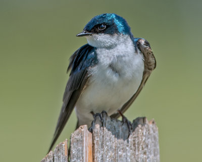 Tree Swallow With Brood Patch