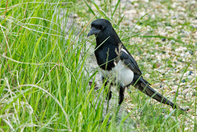 Young Magpie